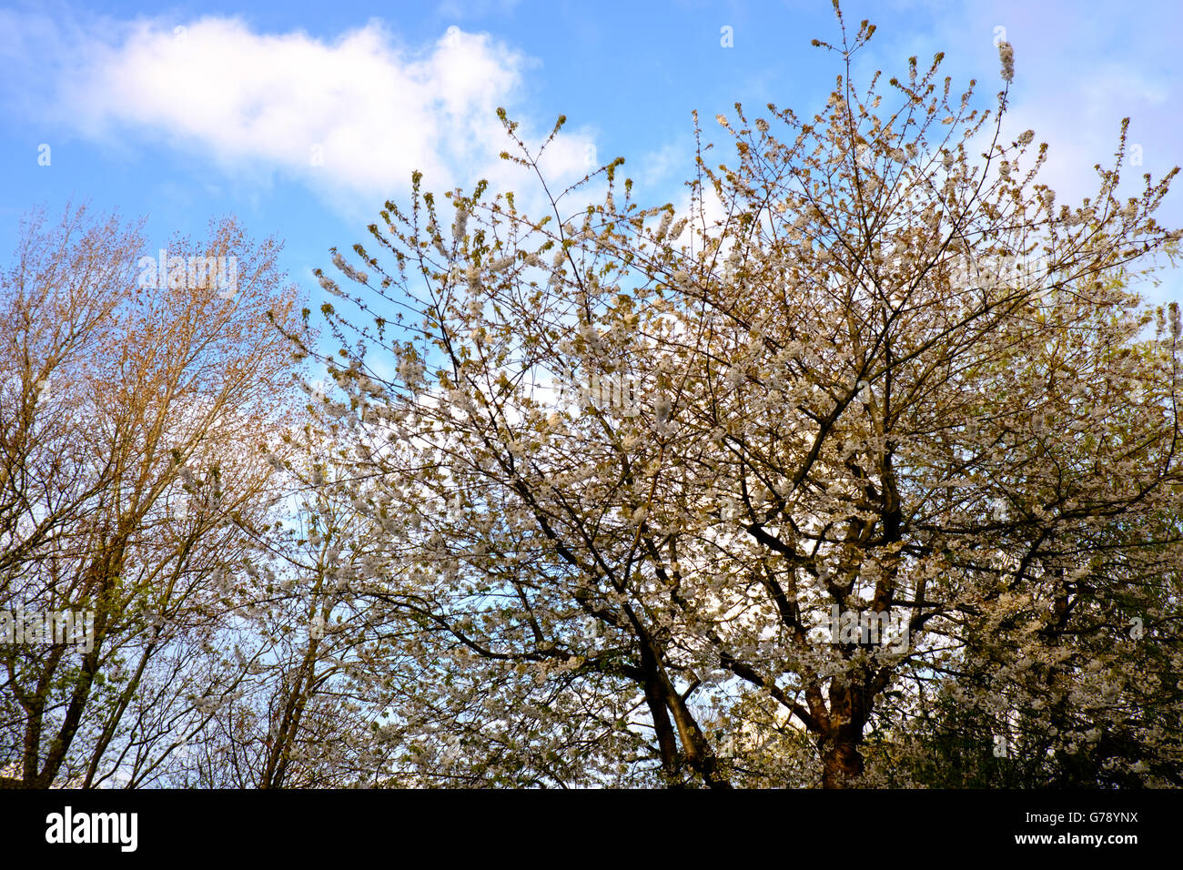 Ornamentali in ciliegio (Prunus) in fiore nel giardino in primavera, REGNO UNITO Foto Stock