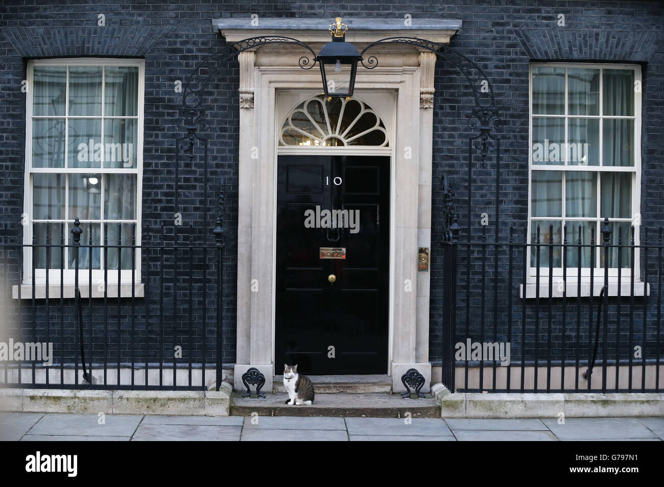 Pechino, Cina. Il 24 giugno 2016. Larry il gatto è visibile al di fuori 10 di Downing Street a Londra, in Gran Bretagna il 24 giugno 2016. © Han Yan/Xinhua/Alamy Live News Foto Stock