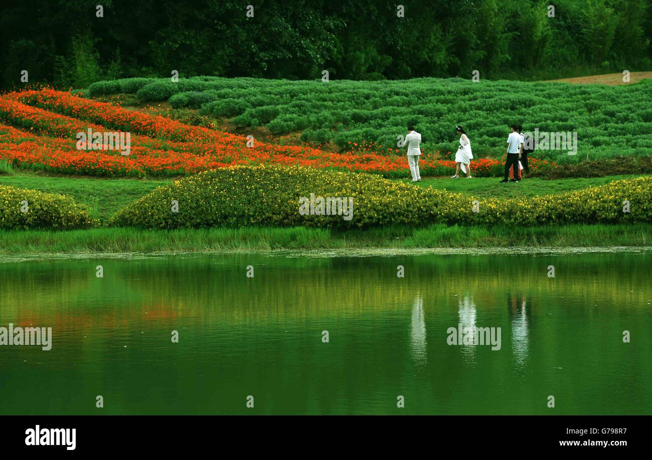 Qujing cinese della provincia dello Yunnan. Il 25 giugno, 2016. I turisti visualizza i campi di fiori in città Jinlinwan, che copre un area di 7.000 um (467 ettari), in Qujing, a sud-ovest della Cina di Provincia di Yunnan, Giugno 25, 2016. © Yang Zongyou/Xinhua/Alamy Live News Foto Stock