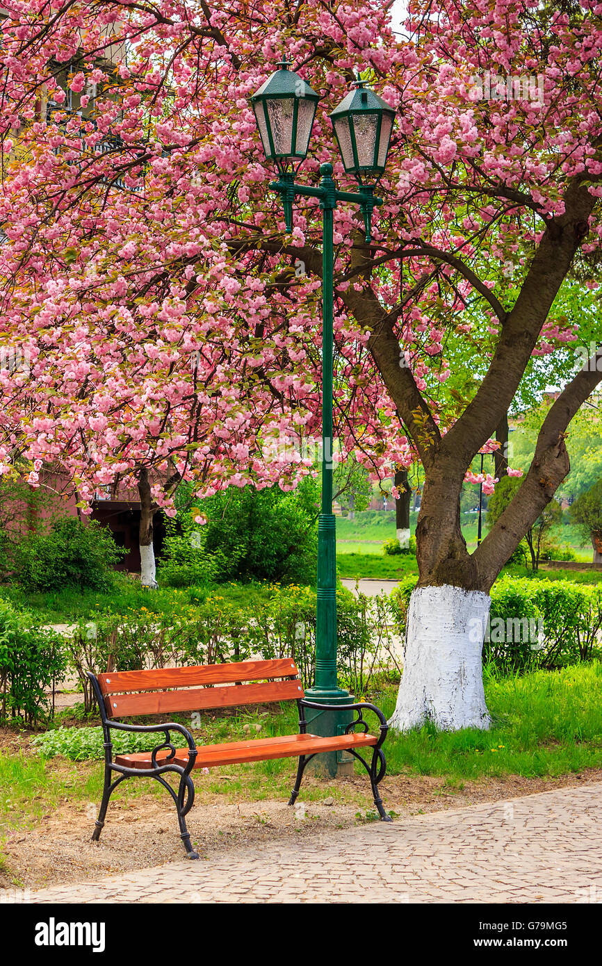 Delicati fiori rosa sbocciato ciliegia giapponese treesin parco vicino al banco e lanterna Foto Stock