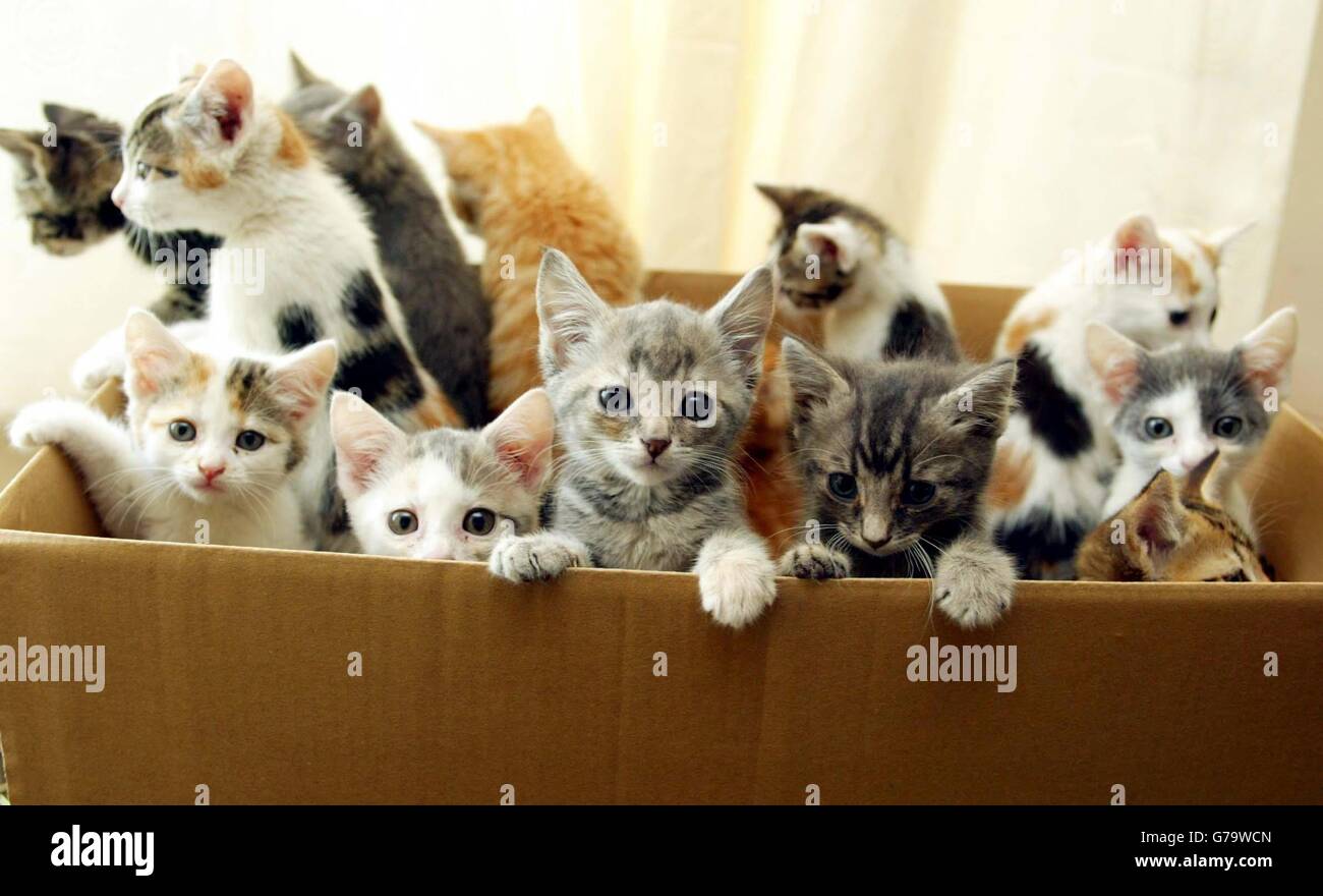 Gattini abbandonati immagini e fotografie stock ad alta risoluzione - Alamy