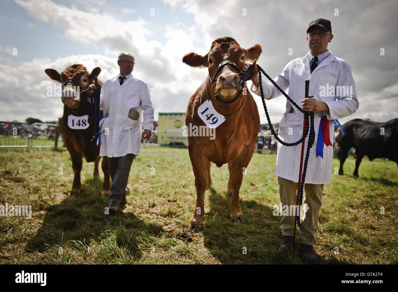 I tori vincitori vengono condotti dall'anello di giudizio al North Devon Show, vicino a Barnstaple. Foto Stock