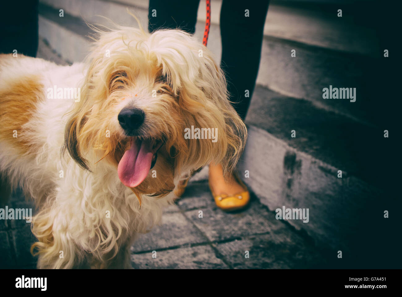 Fotografia di un cane peloso su un pavimento in calcestruzzo Foto Stock