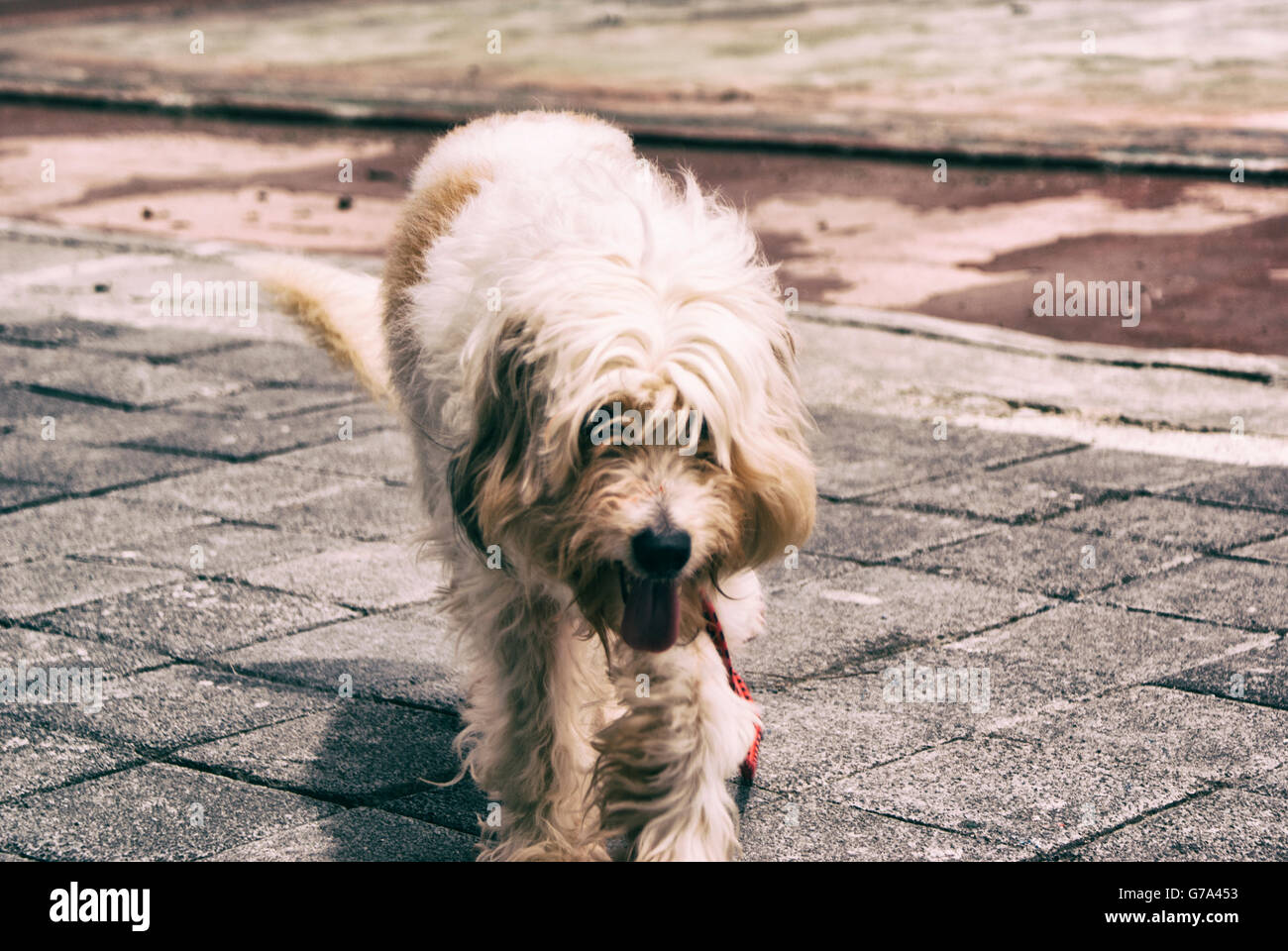 Fotografia di un cane peloso su un pavimento in calcestruzzo Foto Stock