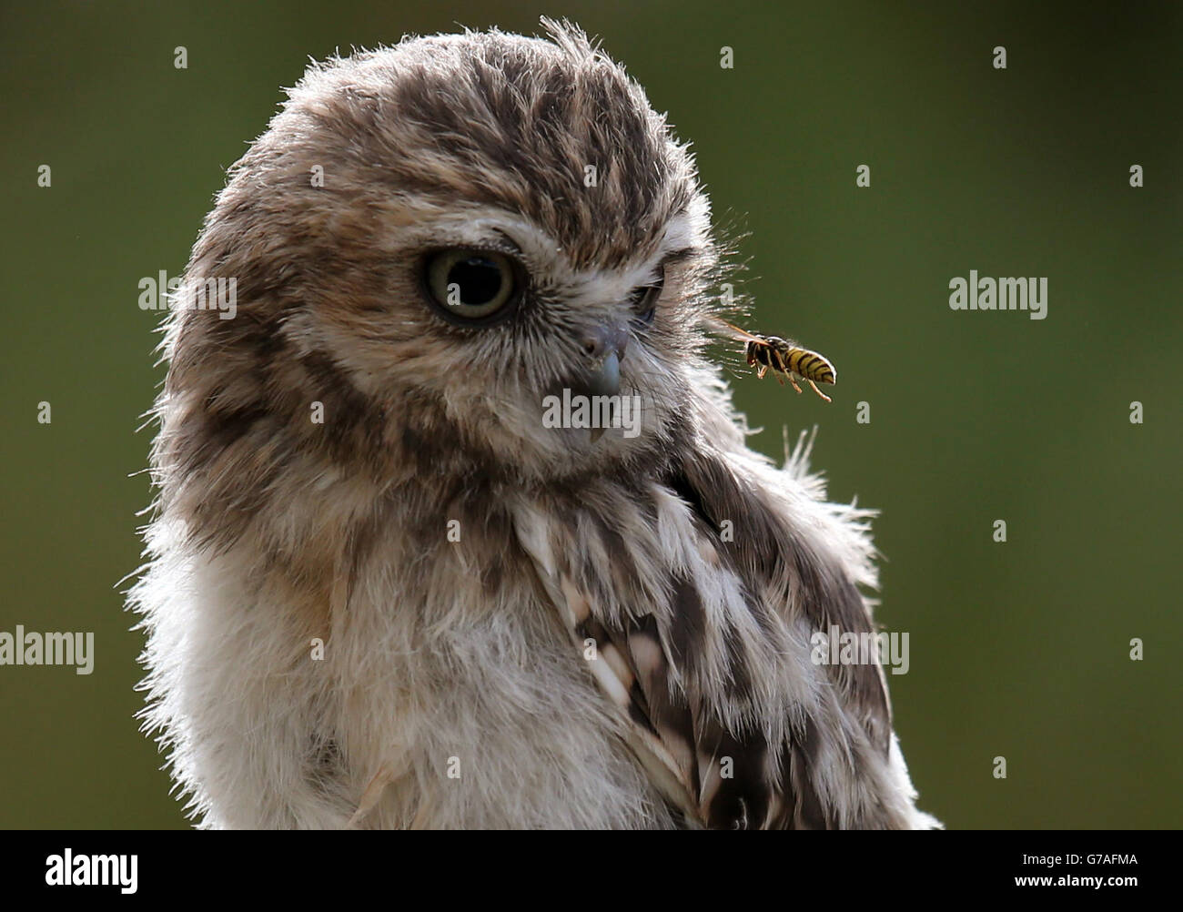 Scavando gufi a Blair Drummond Foto Stock