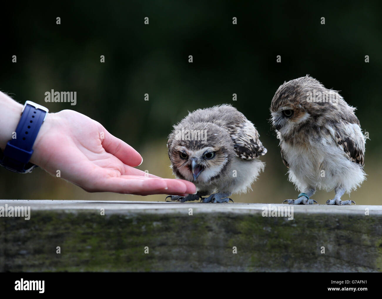 ANT e Dic The Burrowing Owls, due dei più nuovi membri degli spettacoli Bird of Prey al Blair Drummond Safari Park. Foto Stock