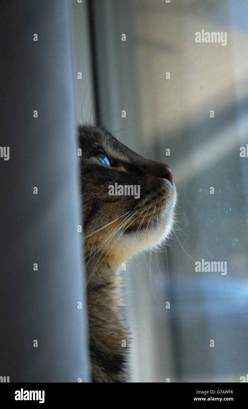Malinconici tabby mix bengala Gatto guardando dalla finestra Foto Stock