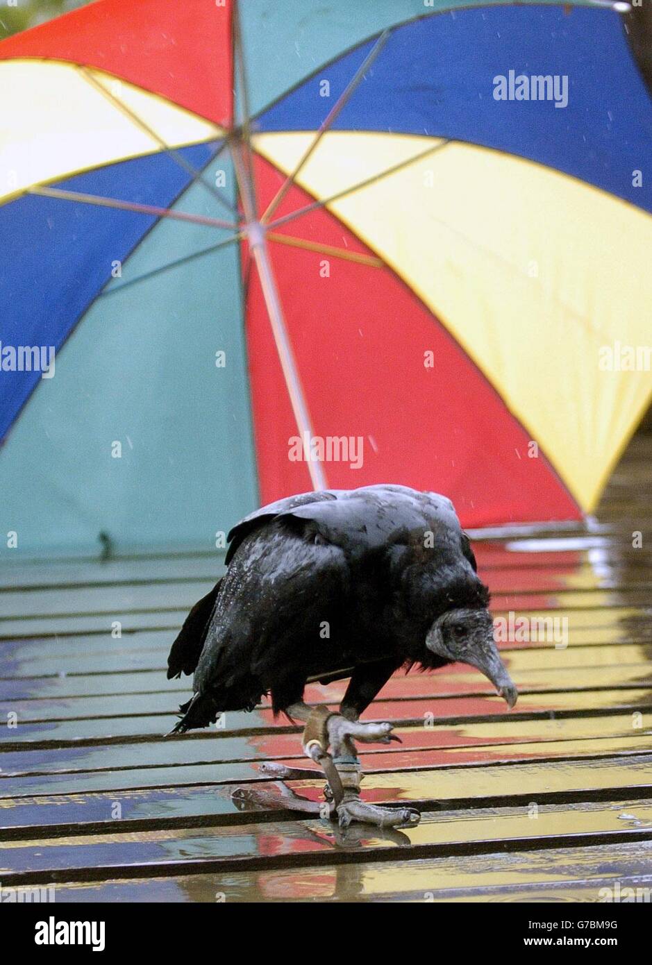 Gollum il avvoltoio nero maschile di tre anni ripara dalla pioggia pesante durante una esposizione al Blairdrummond Bird of Prey Center al Blairdrummond Safari Park. L'habitat naturale degli avvoltoi neri è normalmente il clima più sunnier degli Stati Uniti d'America. Foto Stock