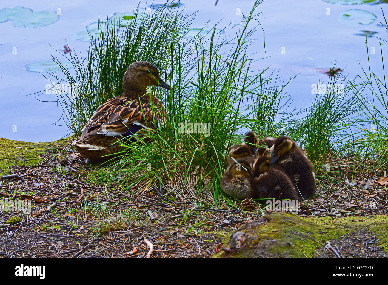 La madre a guardare oltre la loro giovane la foto è stata scattata da una distanza, che gli animali non vengono disturbati. Foto Stock