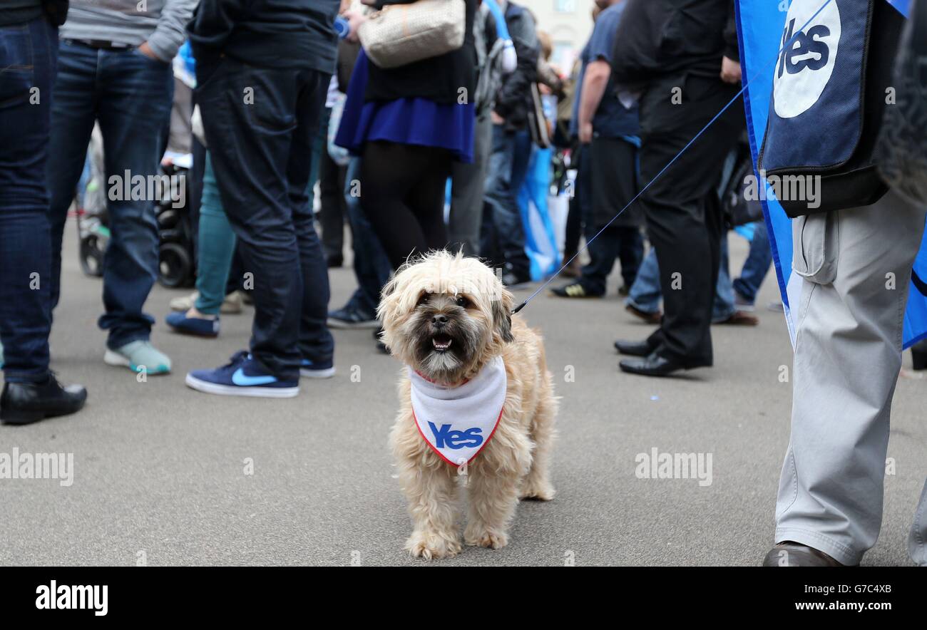 Scottish referendum di indipendenza Foto Stock