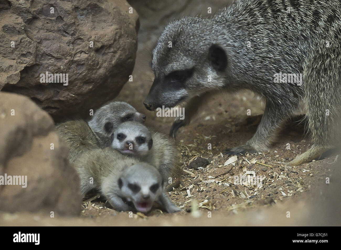I Meerkats, un bambino di due settimane, come ancora senza nome huddle insieme come la loro mamma si fuse intorno a loro nel loro recinto al Bristol Zoo Gardens. Foto Stock