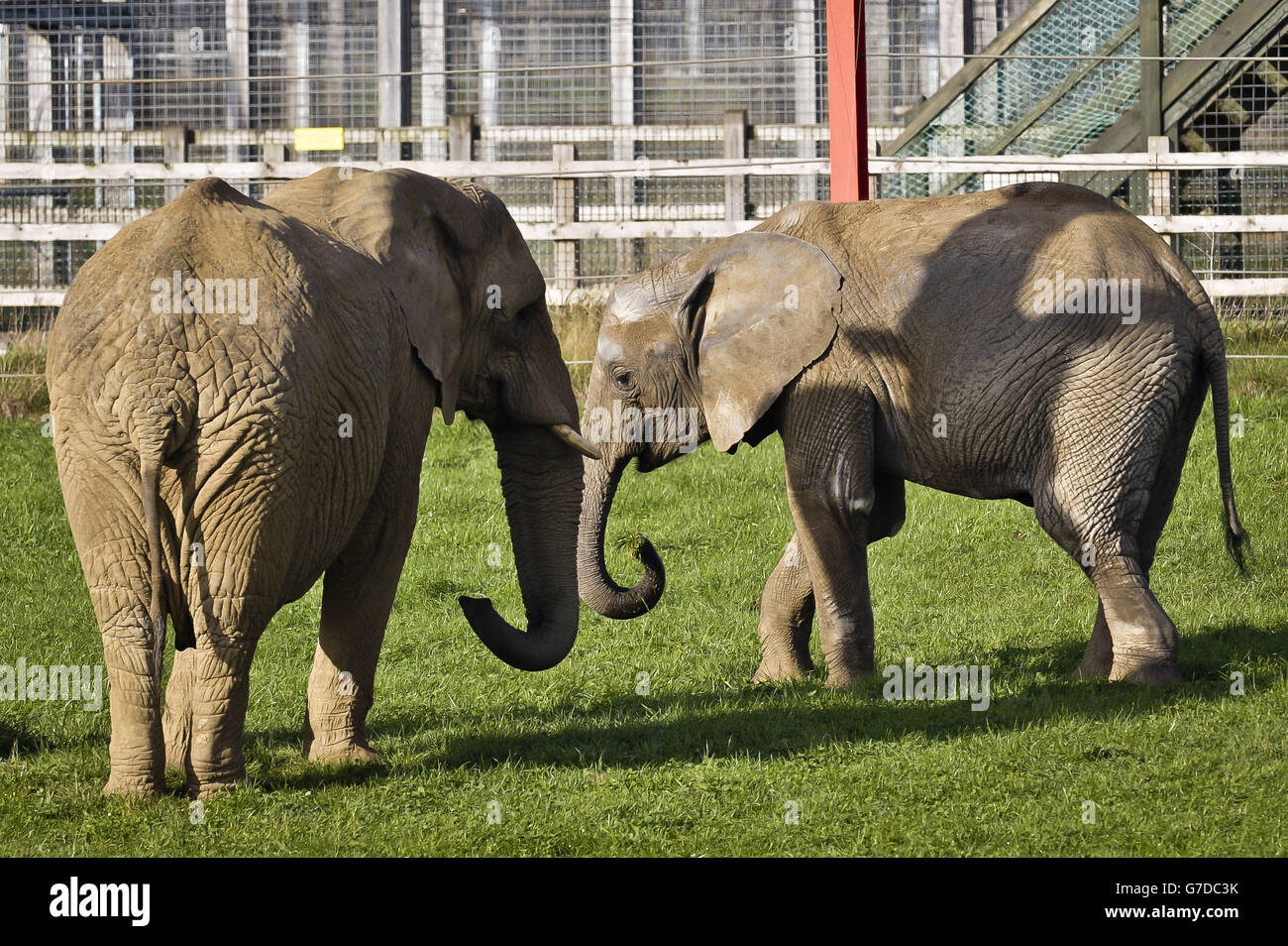 Janu, a destra, giovane elefante toro di nove anni, incontra la sua nuova amica, Buta femmina di 29 anni, mentre entrambi gli elefanti africani vengono presentati l'uno all'altro a Elephant Eden, Noah's Ark Zoo Farm, il più grande habitat di elefanti del nord Europa, a Wraxall, North Somerset. Foto Stock