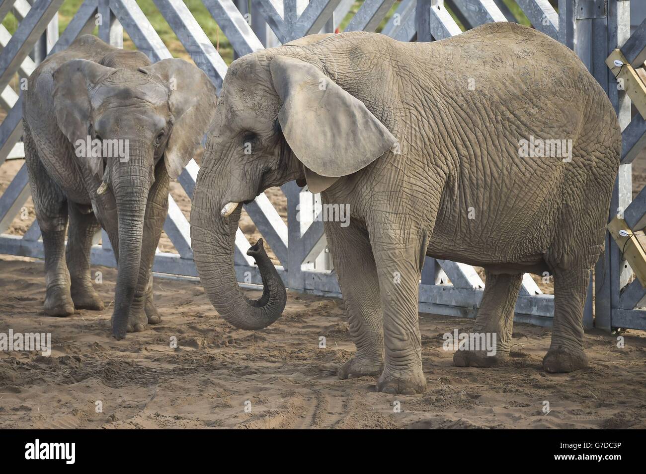 Janu, a sinistra, giovane elefante toro di nove anni, incontra la sua nuova amica, Buta femmina di 29 anni, mentre entrambi gli elefanti africani vengono presentati l'uno all'altro a Elephant Eden, Noah's Ark Zoo Farm, il più grande habitat di elefanti del nord Europa, a Wraxall, North Somerset. Foto Stock