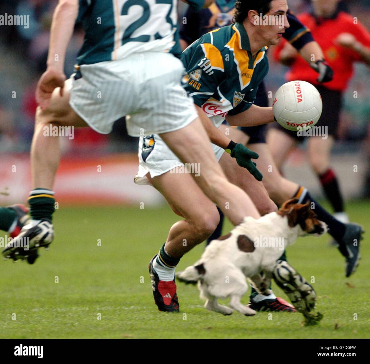 Un cane insegue la palla dopo essere scappato in campo all'inizio della seconda prova tra Irlanda e Australia durante la serie International Rules a Croke Park, Dublino, Irlanda. Foto Stock
