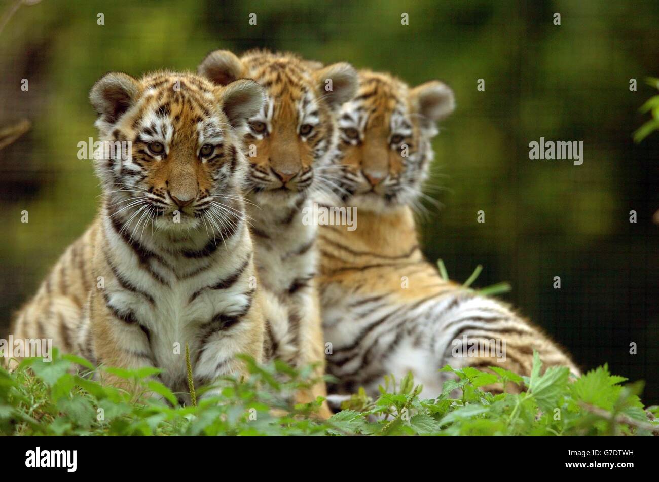 I 11 cuccioli di Amur (Siberiano) di una settimana, nati nei giardini zoologici di Linton a Cambridgeshire, giocano all'esterno. I tre cuccioli, due maschi e uno femmina, sono ancora senza nome e hanno appena iniziato ad esplorare il loro recinto. Foto Stock