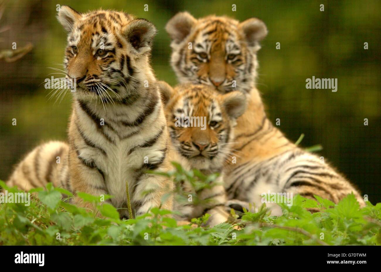 I 11 cuccioli di Amur (Siberiano) di una settimana, nati nei giardini zoologici di Linton a Cambridgeshire, giocano all'esterno. I tre cuccioli, due maschi e uno femmina, sono ancora senza nome e hanno appena iniziato ad esplorare il loro recinto. Foto Stock