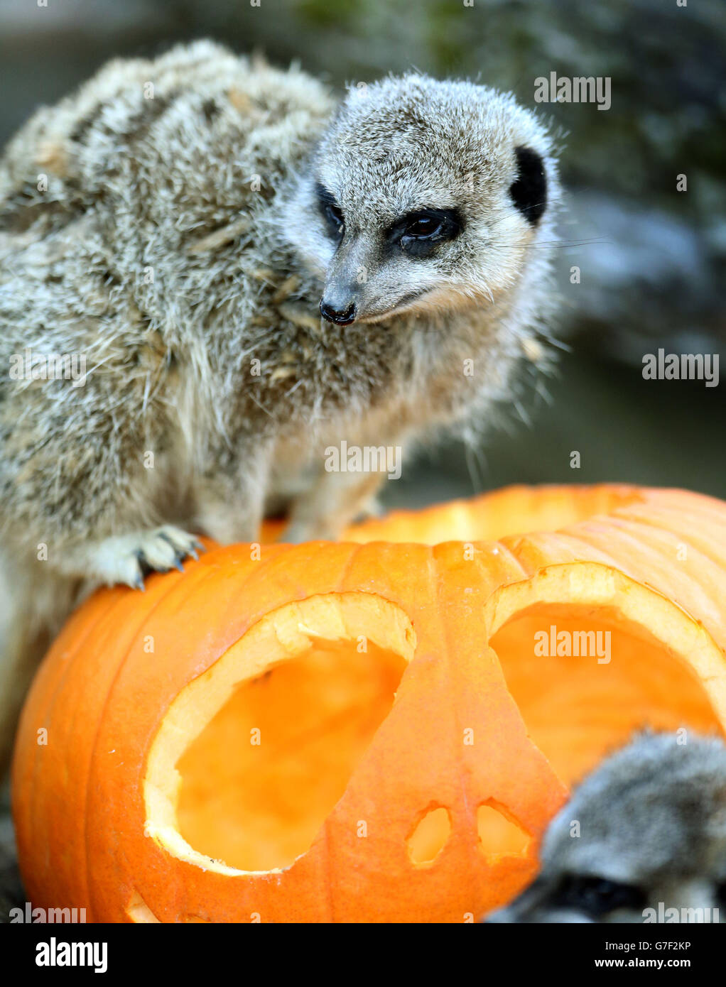 Un Meerkat allo zoo di Whipsnade cerca le prelibatezze di Halloween piantate all'interno di una zucca, mentre lo zoo si prepara per Boo allo zoo, Dove i visitatori durante la settimana di mezza durata possono provare la loro mano a scultura della zucca una caccia ai fantasmi a bordo del jumbo express e frequentare la scuola di Ghoul per imparare a coccolare gli incantesimi e avvolgere le mummie egiziane. Foto Stock