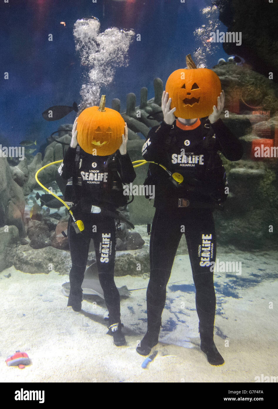 I subacquei Sea Life Rebecca carter (a sinistra) e Graham Banton partecipano a un concorso subacqueo di scultura della zucca per Halloween, al Sea Life London Aquarium nel centro di Londra. Foto Stock