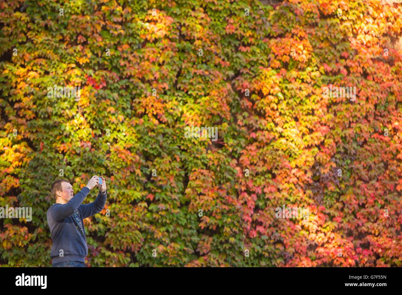 Un uomo scatta una foto di fronte a un muro di edera che mostra i colori autunnali, a St James's Park, nel centro di Londra. Foto Stock
