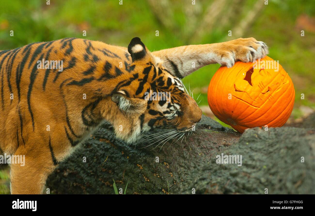 Un cucciolo di tigre di Sumatran cerca le prelibatezze di Halloween nascoste all'interno di una zucca allo ZSL London Zoo, nel centro di Londra. Foto Stock