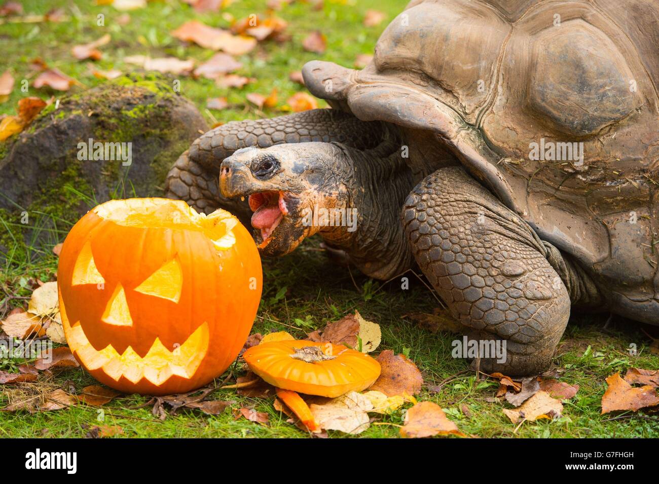 Halloween 2014. Una tartaruga Galapagos mangia una zucca intagliata come una delizia Halloween allo ZSL London Zoo, nel centro di Londra. Foto Stock