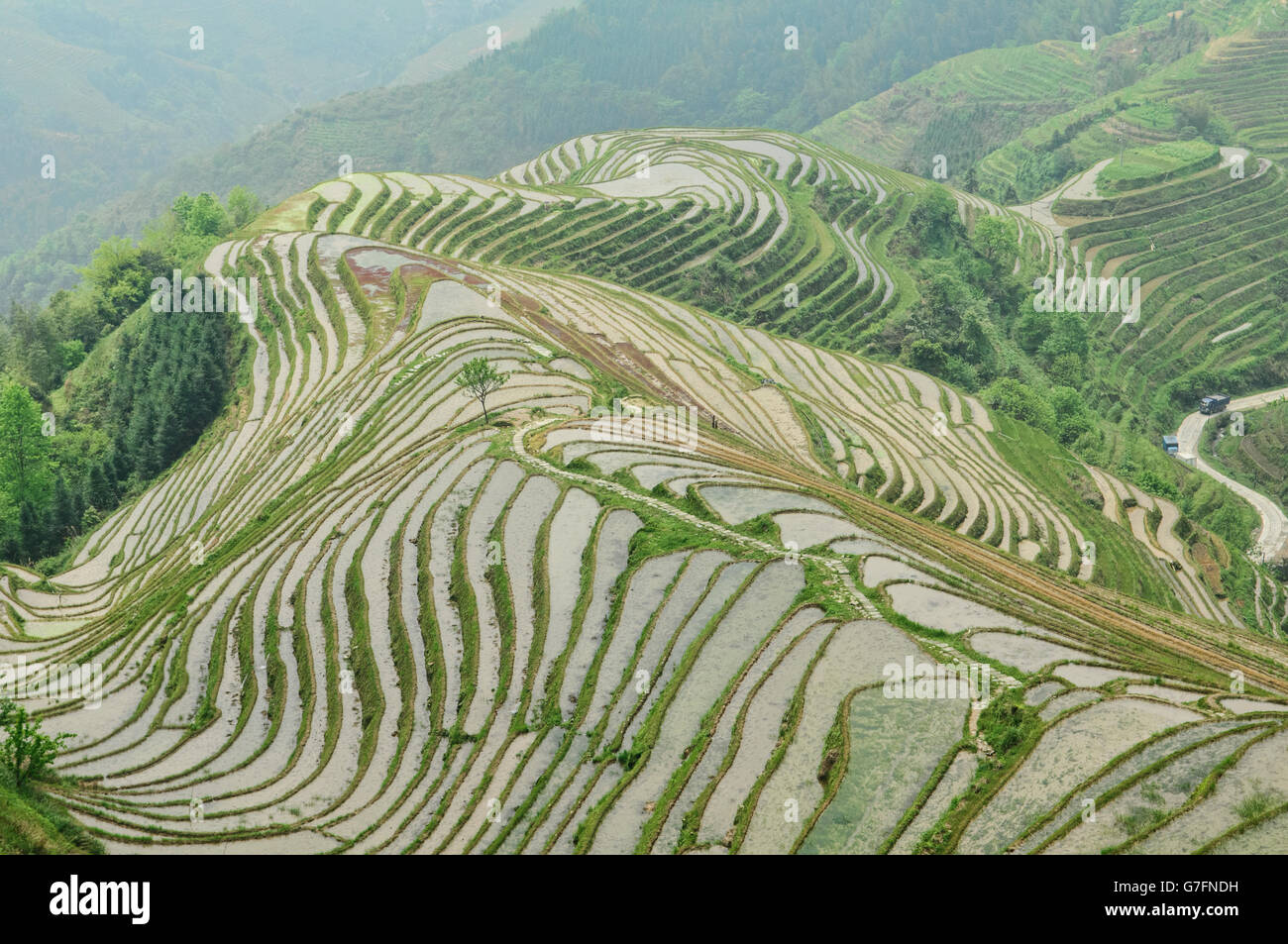 Bellissime terrazze di riso Jinkeng in Longji, Guangxi Regione autonoma, Cina Foto Stock