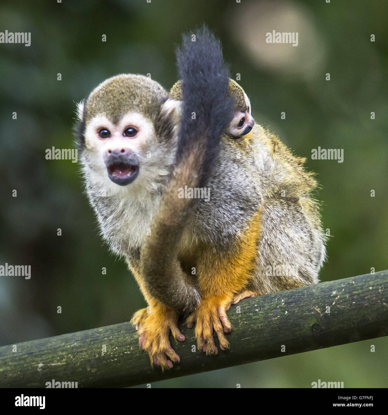 Una scimmia scoiattolo neonato si aggrappa alla madre come la truppa, che è  il termine collettivo per un gruppo di scimmie scoiattolo, giocare  nell'aria fresca d'autunno, al Bristol Zoo Gardens, Bristol Foto