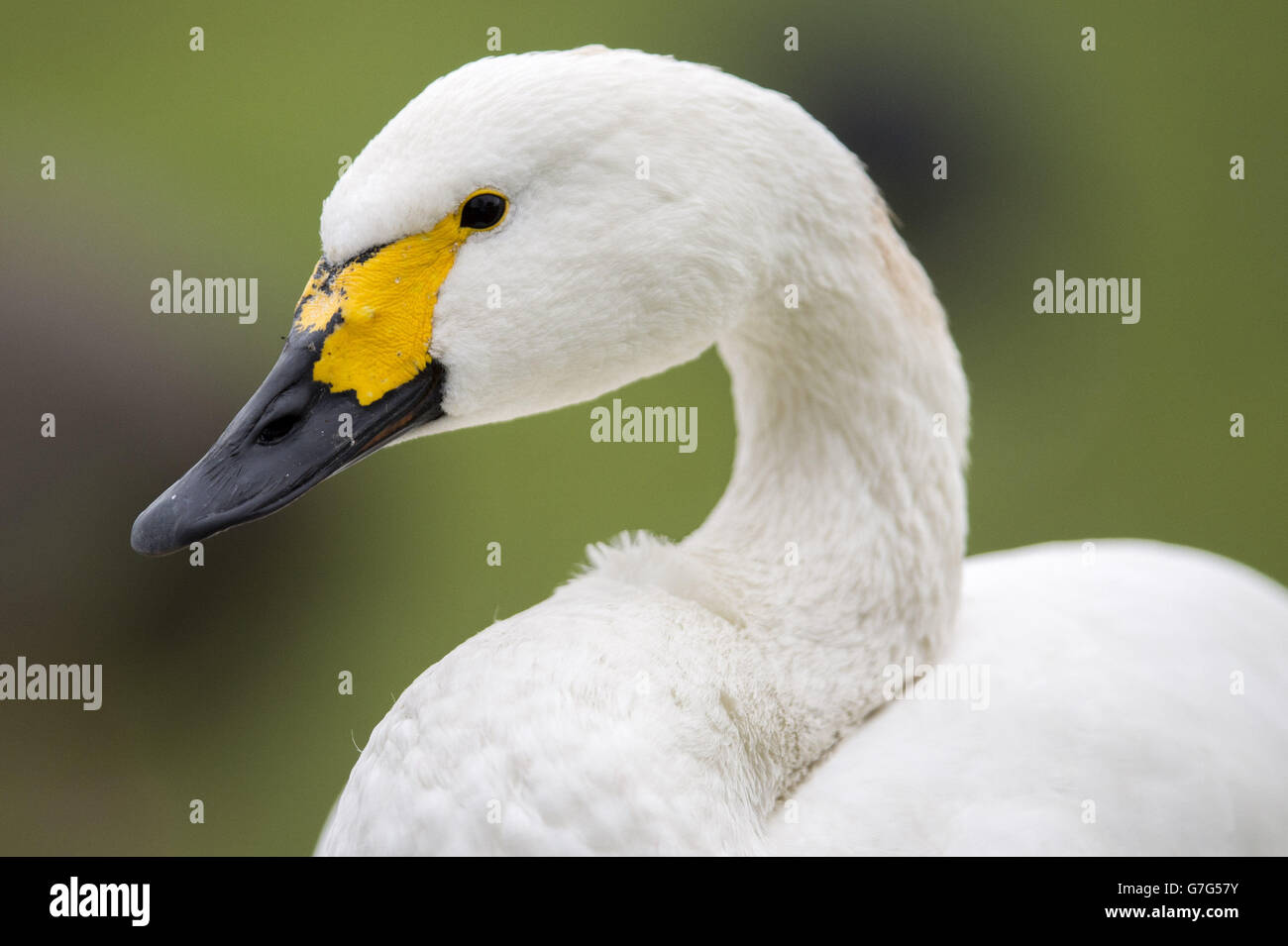 Un cigno di Bewick a WWT Slimbridge, Gloucestershire, come i continui arrivi dei cigni migratori dalla Russia tradizionalmente segnala l'inizio dell'inverno britannico , anche se quest'anno ha visto gli ultimi arrivi dal 1969, circa due settimane più tardi del solito. Foto Stock