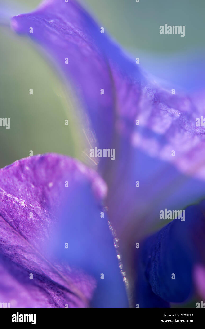Violette close up abstract focus Foto Stock