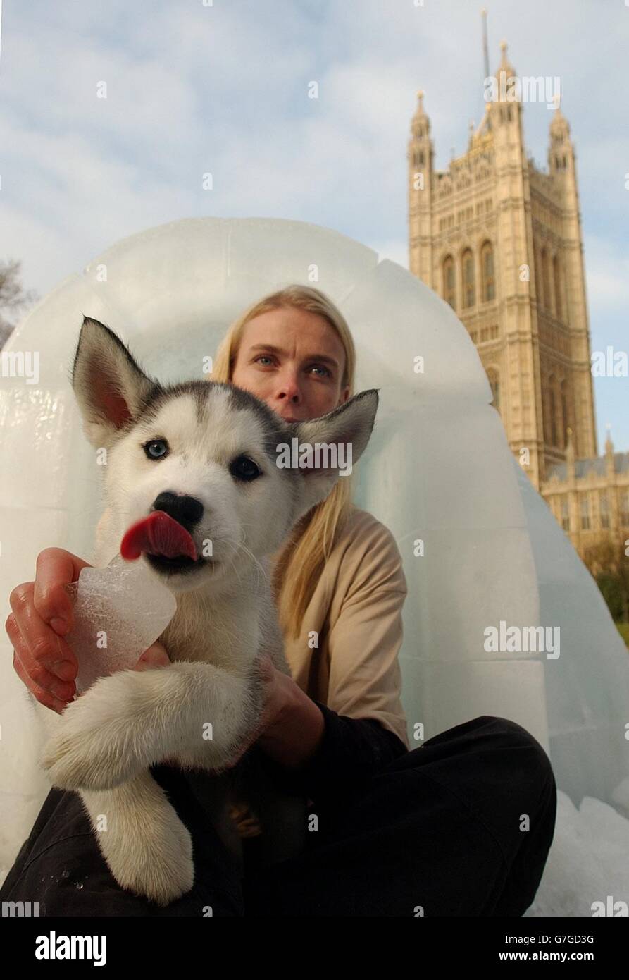 Un cucciolo di Husky con l'esploratore artico Mille Porslid in Victoria Gardens fuori dalla House of Lords, nel centro di Londra, per aumentare la consapevolezza dell'effetto dannoso che il cambiamento climatico sta avendo sulle persone e sui luoghi di tutto il mondo. Mille Porsild, che misura l'impatto del riscaldamento globale sull'Artico, ha incontrato i politici per parlare del cambiamento ambientale che colpisce le persone e la fauna selvatica nell'Artico. Lancio dell'iniziativa Climate Witnesses del WWF, parte della sua nuova campagna sul cambiamento climatico. Il WWF metterà un volto umano al cambiamento climatico aumentando la consapevolezza su come le persone in tutto il Regno Unito Foto Stock