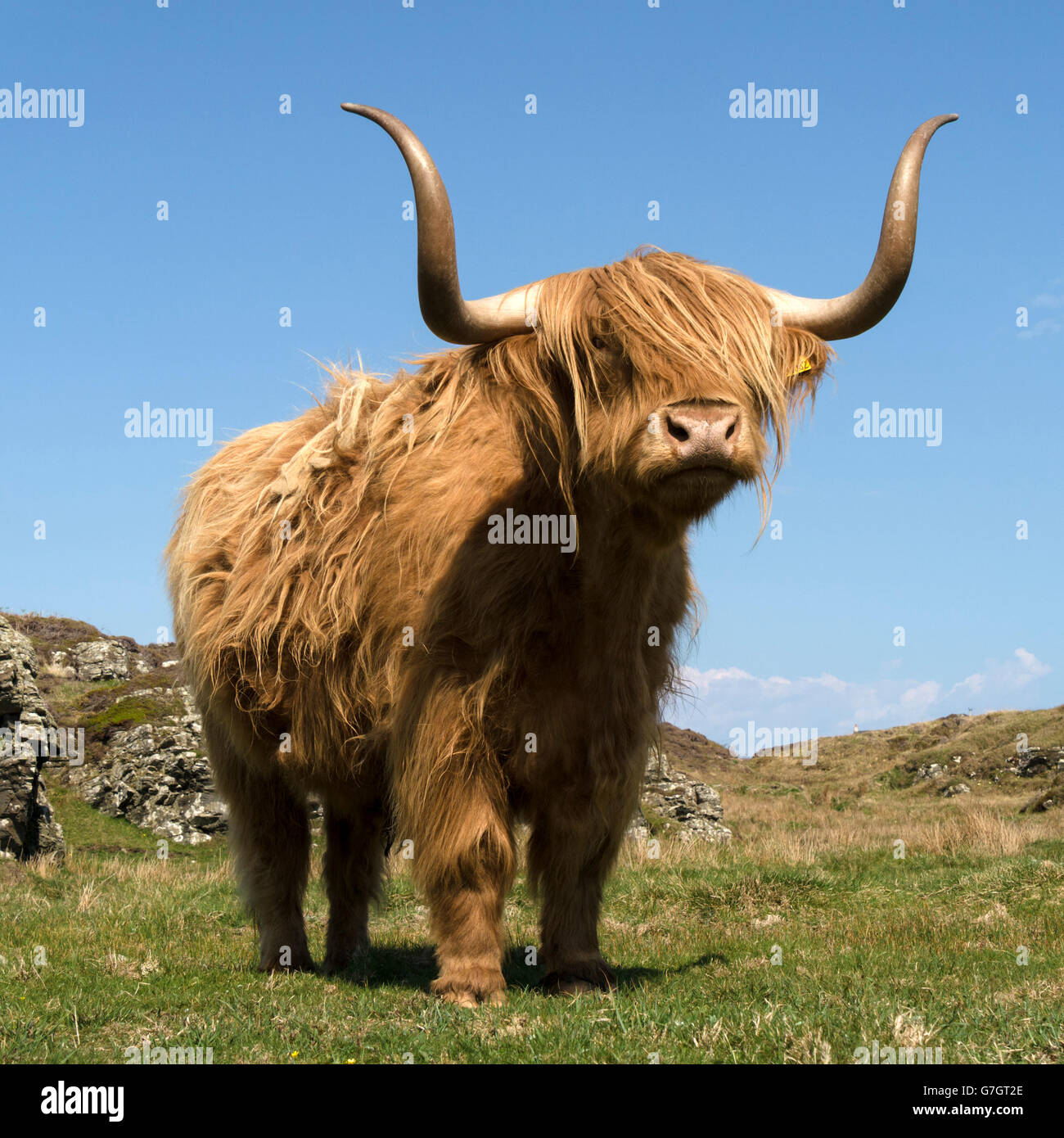 Scottish Highland mucca, Isola di Colonsay, Scotland, Regno Unito. Foto Stock