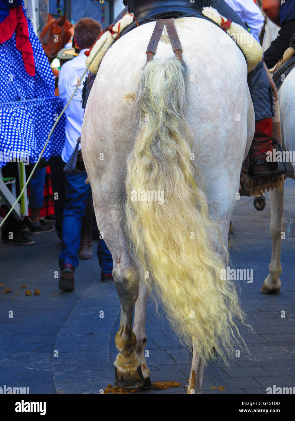 Frizzy cavallo di coda a livello locale fiesta, Alora Andalusia Foto Stock