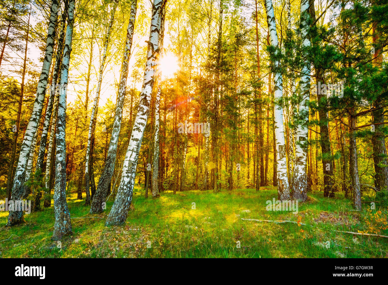 Il sole sorgere del sole al tramonto in un bellissimo bosco di betulle, nella stagione estiva. Sfondo naturale Foto Stock