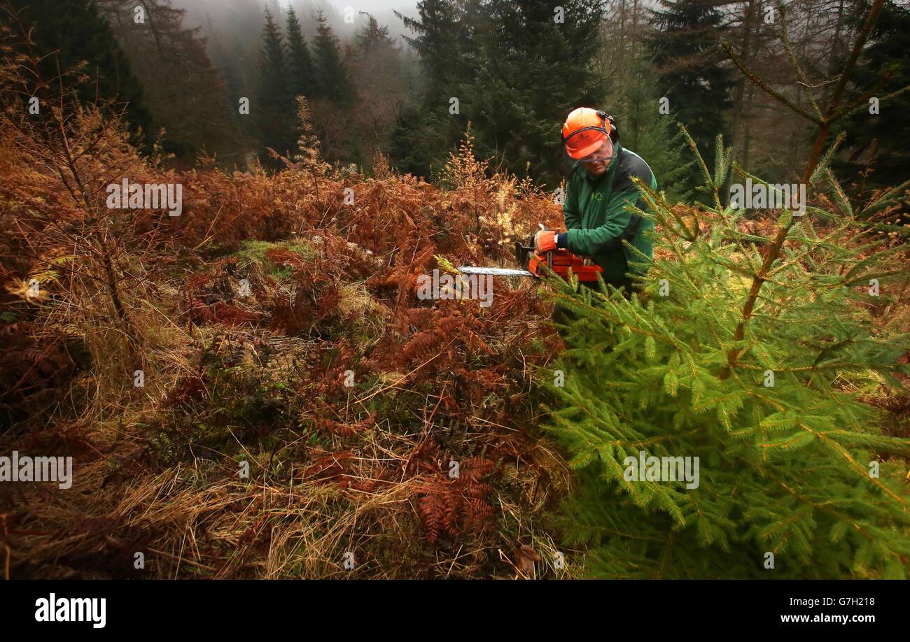 Foresta Commissione Ranger Scozia Ross Moffa segatura un albero di abete rosso nella foresta di Glentress, come il primo di molti alberi sono tagliati e trasportati per andare in vendita per Natale nei confini scozzesi. Foto Stock