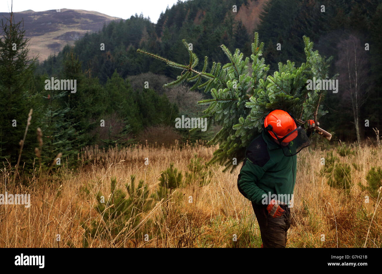 Commissione forestale Scozia Ranger Ross Moffa porta un albero di abete rosso nella foresta di Glentress, come il primo di molti alberi sono tagliati e trasportati per andare in vendita per Natale nei confini scozzesi. Foto Stock