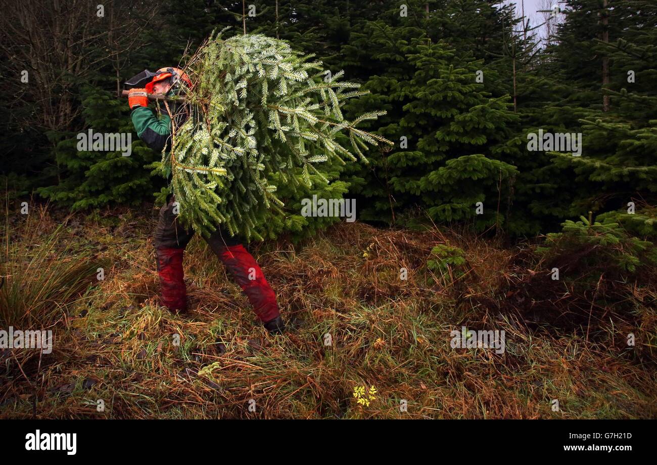 I Rangers della Commissione forestale Scozia iniziano a lavorare tagliando e portando giù il primo di molti alberi per andare in vendita per Natale alla foresta di Glentress nei confini scozzesi. Foto Stock