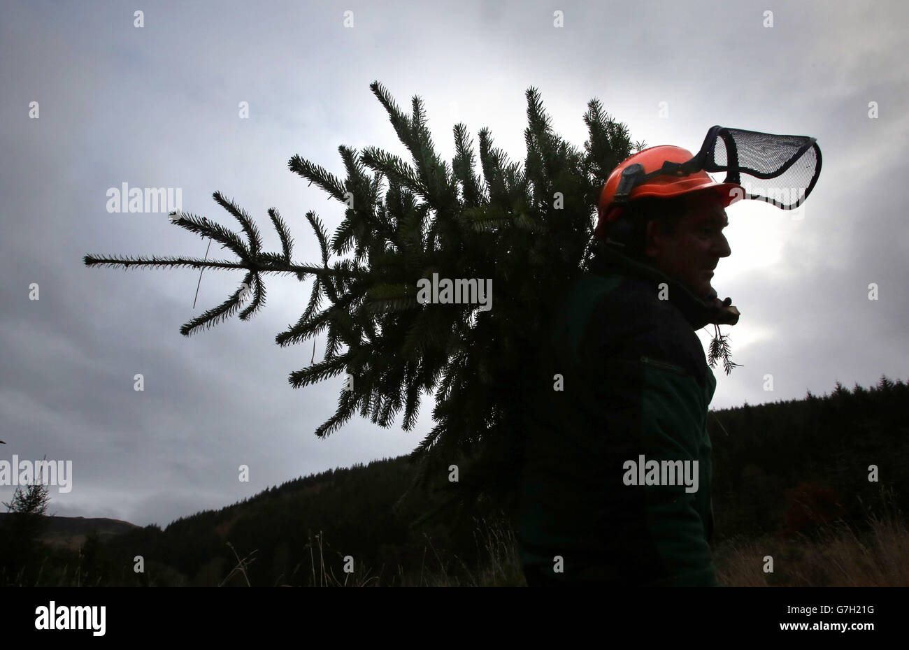 Commissione forestale Scozia Ranger Ross Moffa porta un albero di abete rosso nella foresta di Glentress, come il primo di molti alberi sono tagliati e trasportati per andare in vendita per Natale nei confini scozzesi. Foto Stock