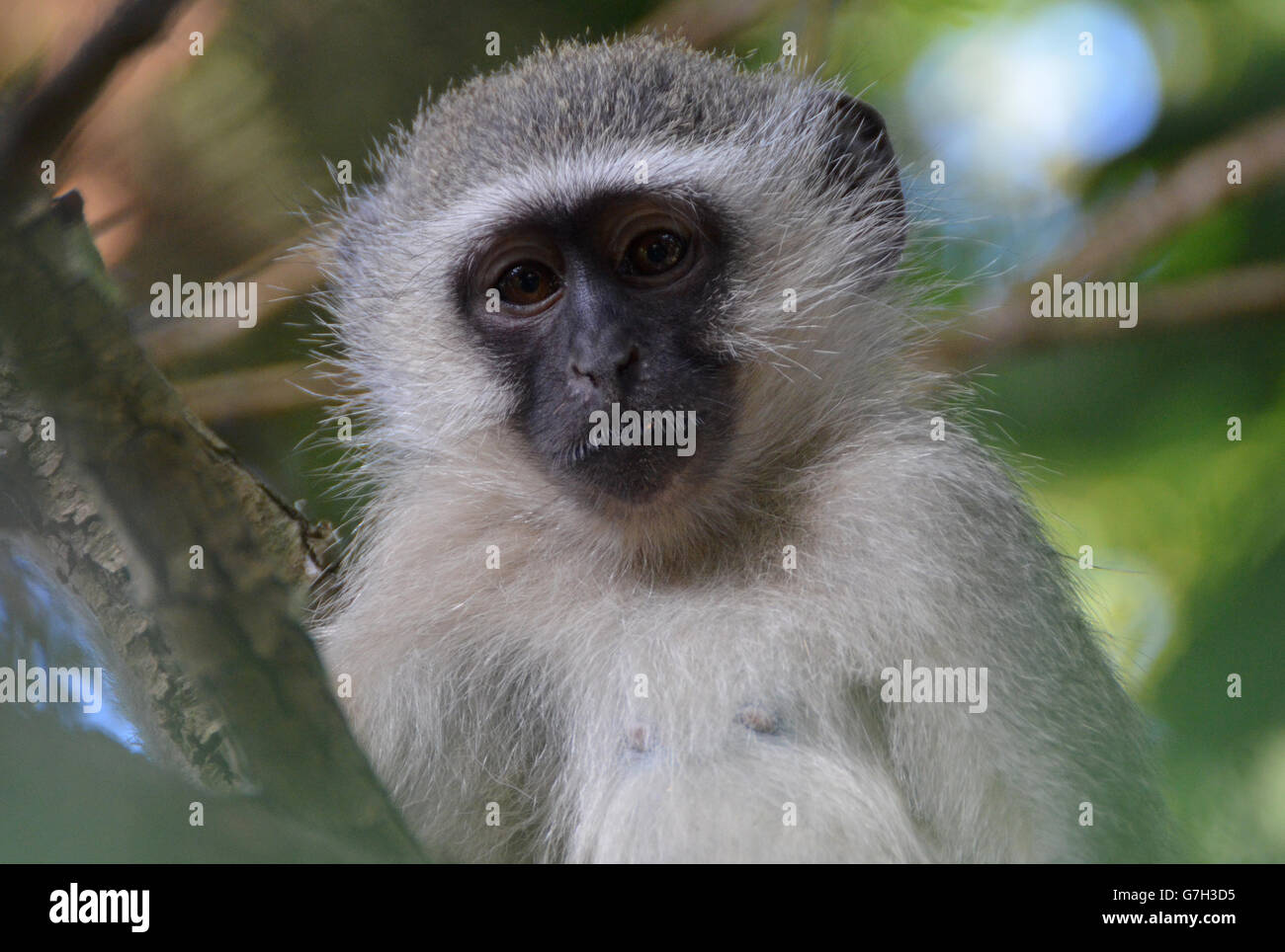 Un amichevole Vervet Monkey Foto Stock