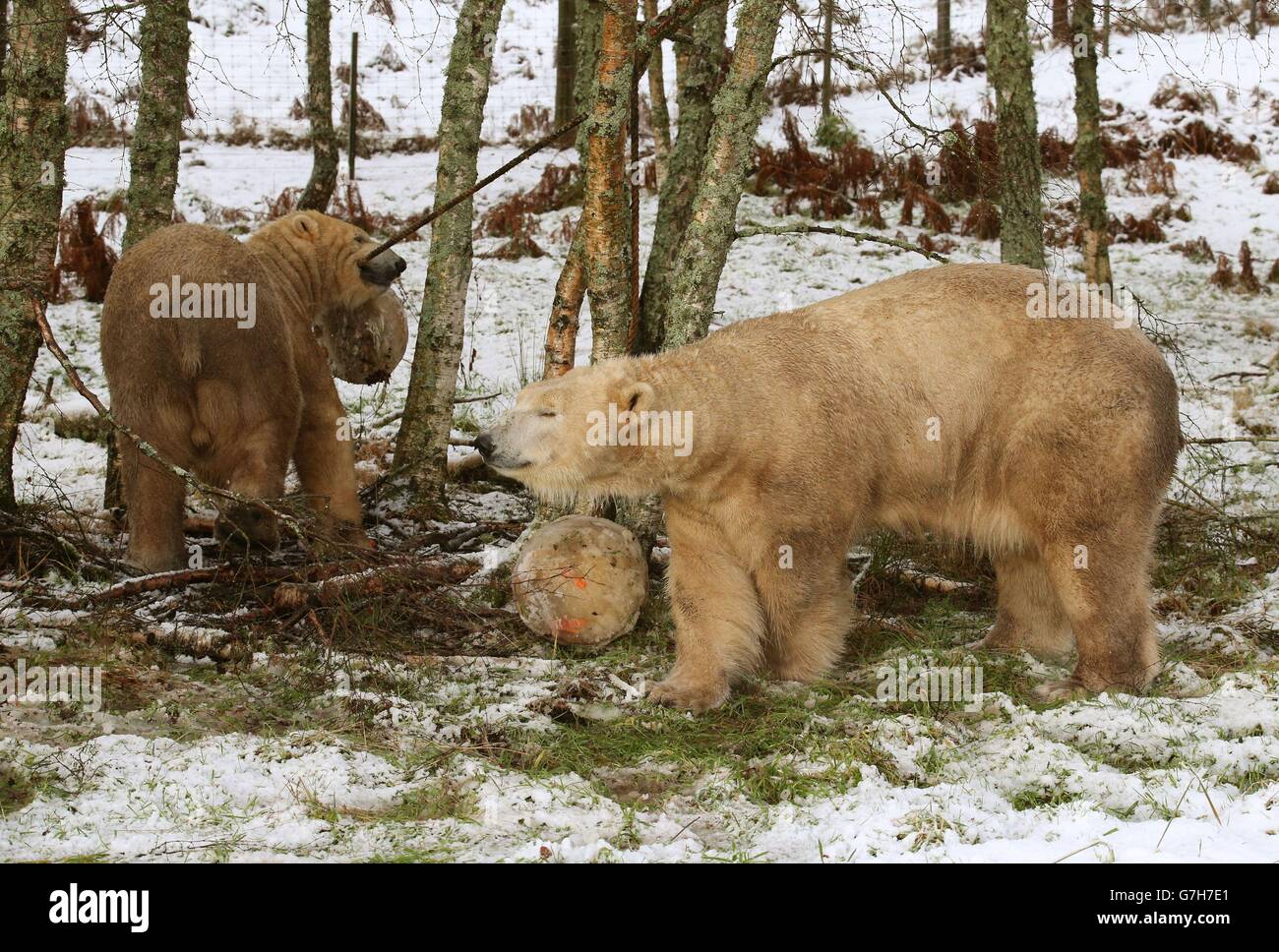 L'unico Polar della Scozia porta Walker (a sinistra) e Arktos nella neve, mentre celebrano il loro compleanno e si infilano in speciali torte ghiacciate all'Highland Wildlife Park. Foto Stock