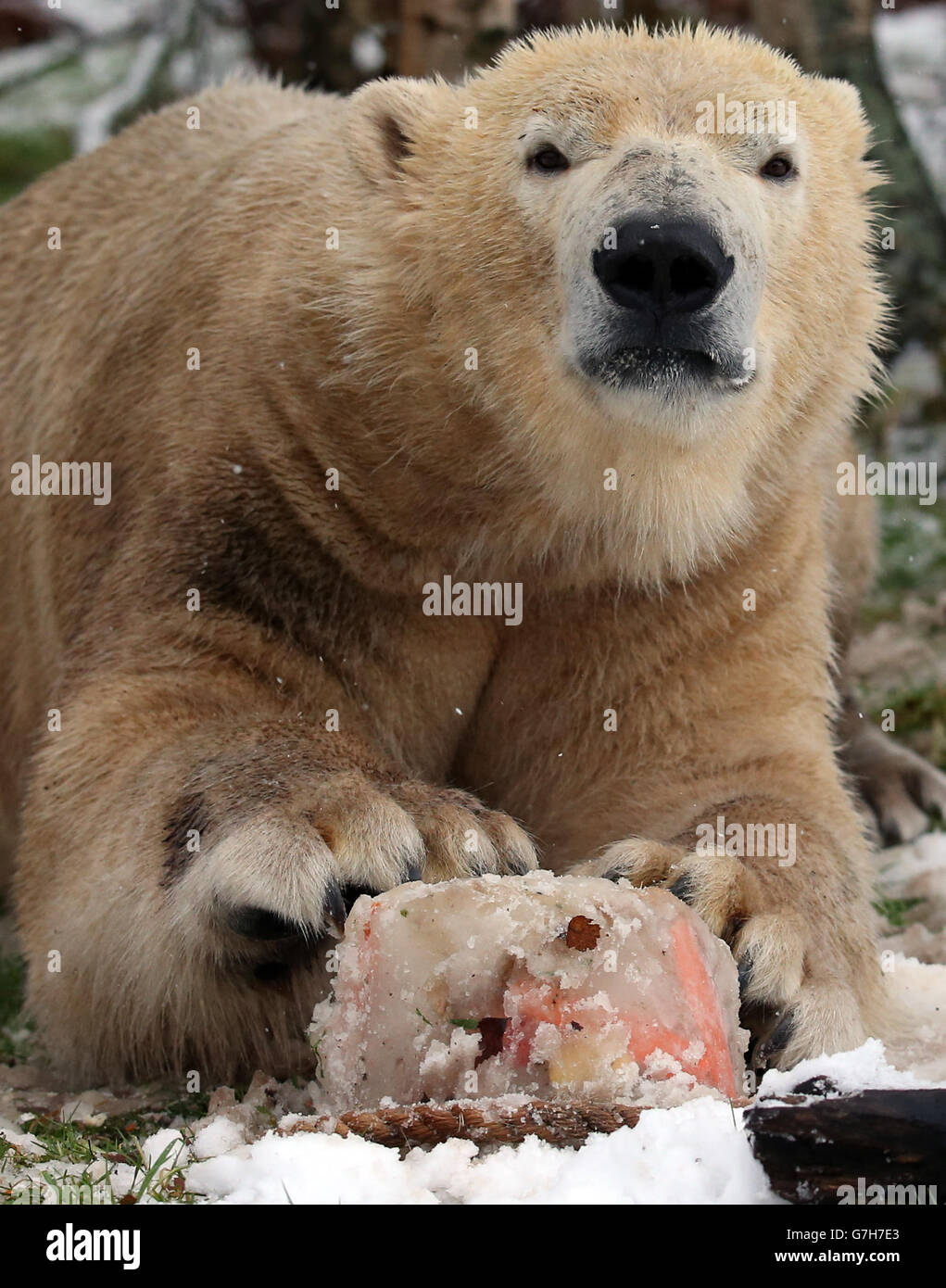 L'unico Polar Bears Walker della Scozia (nella foto) e Arktos nella neve, mentre celebrano il loro compleanno congiunto e si infilano in speciali torte ghiacciate all'Highland Wildlife Park. Foto Stock