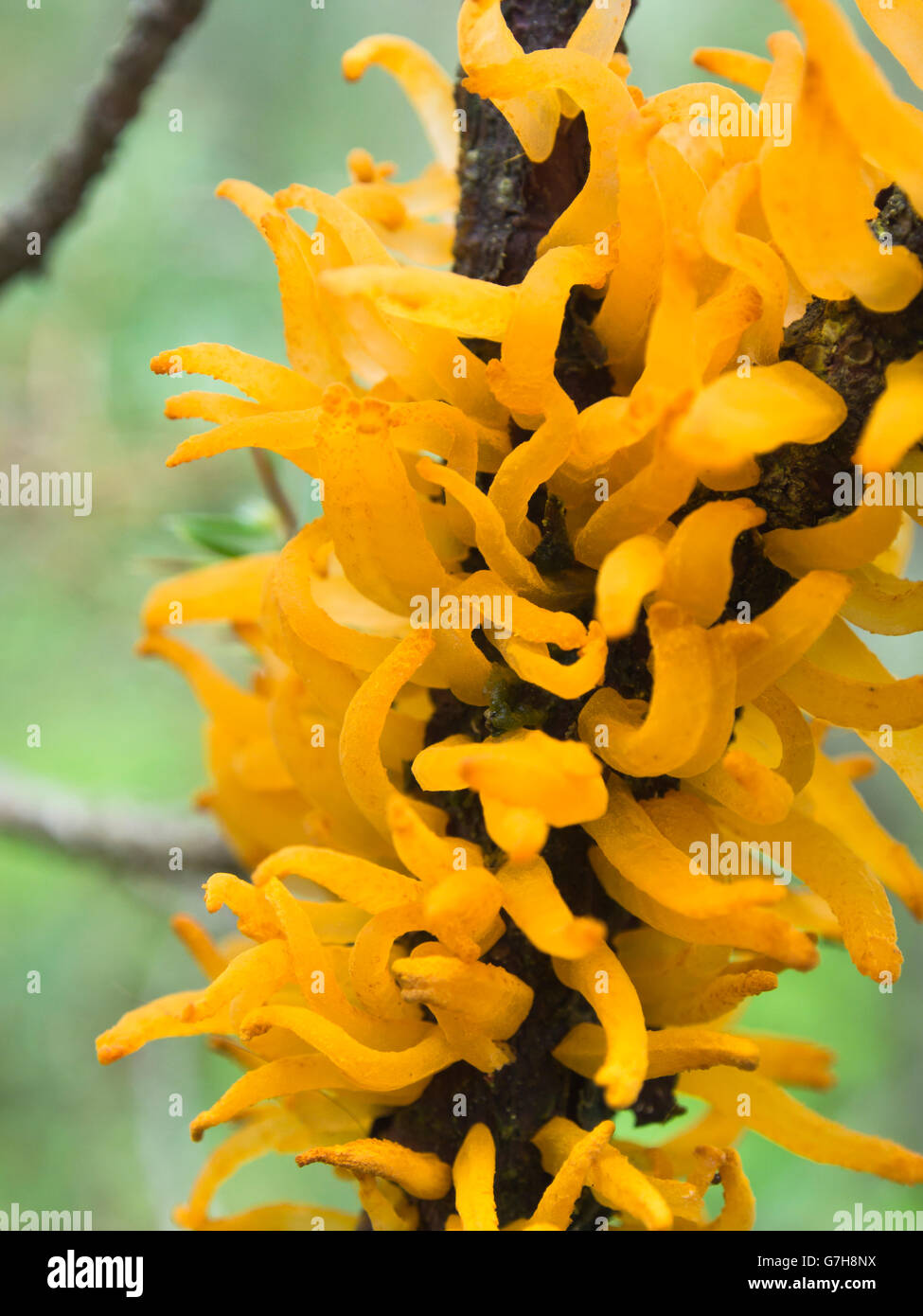 Gymnosporangium clavariiforme, un fungo della ruggine che attacca il ginepro, colorate arancio brillante in Norvegesi della Foresta Foto Stock