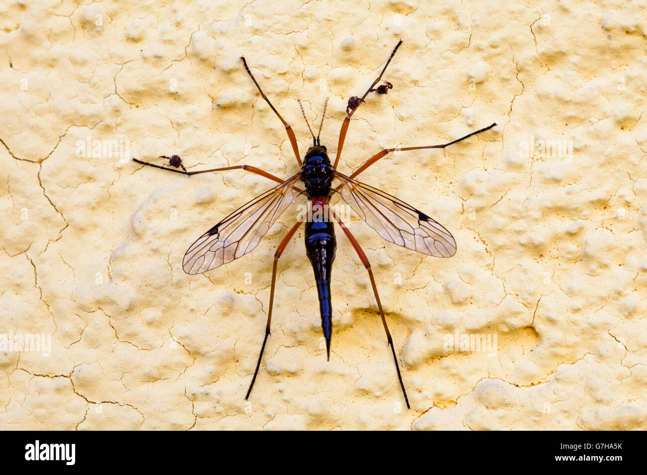 Gigante pettine sabre-horn cranefly (Tanyptera atrata), vino District, Austria Inferiore, Austria, Europa Foto Stock