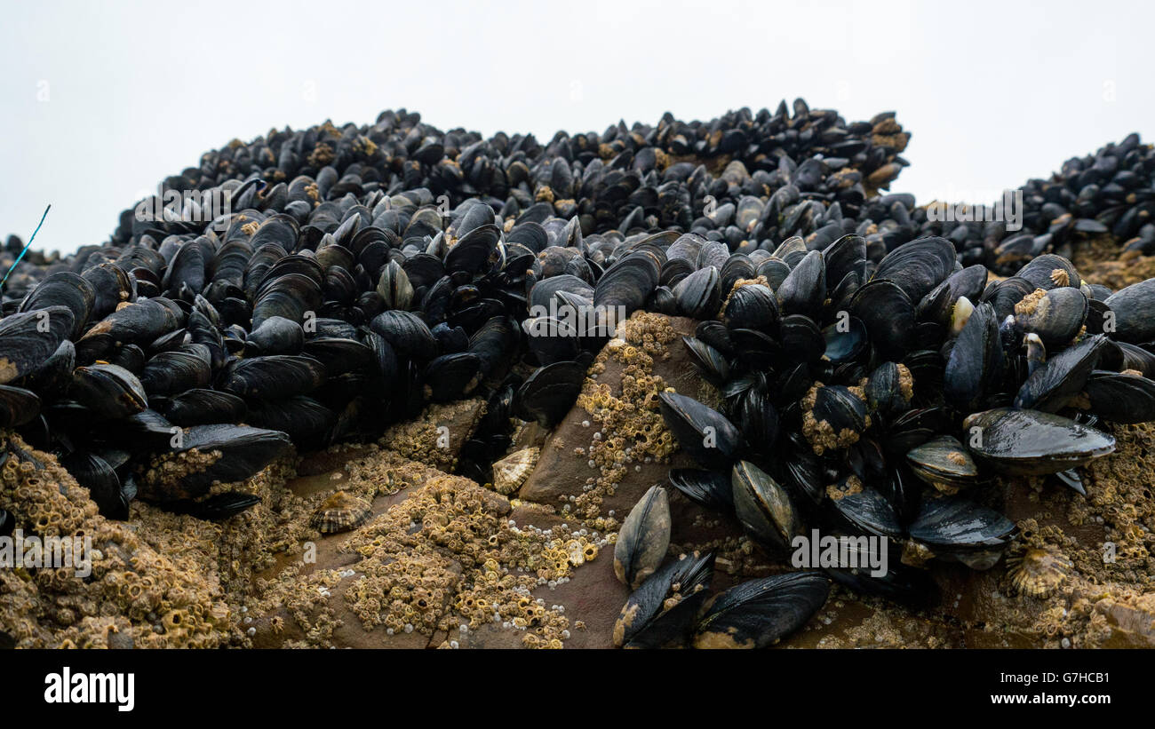 Cozze fresche crescono sulle rocce Foto Stock