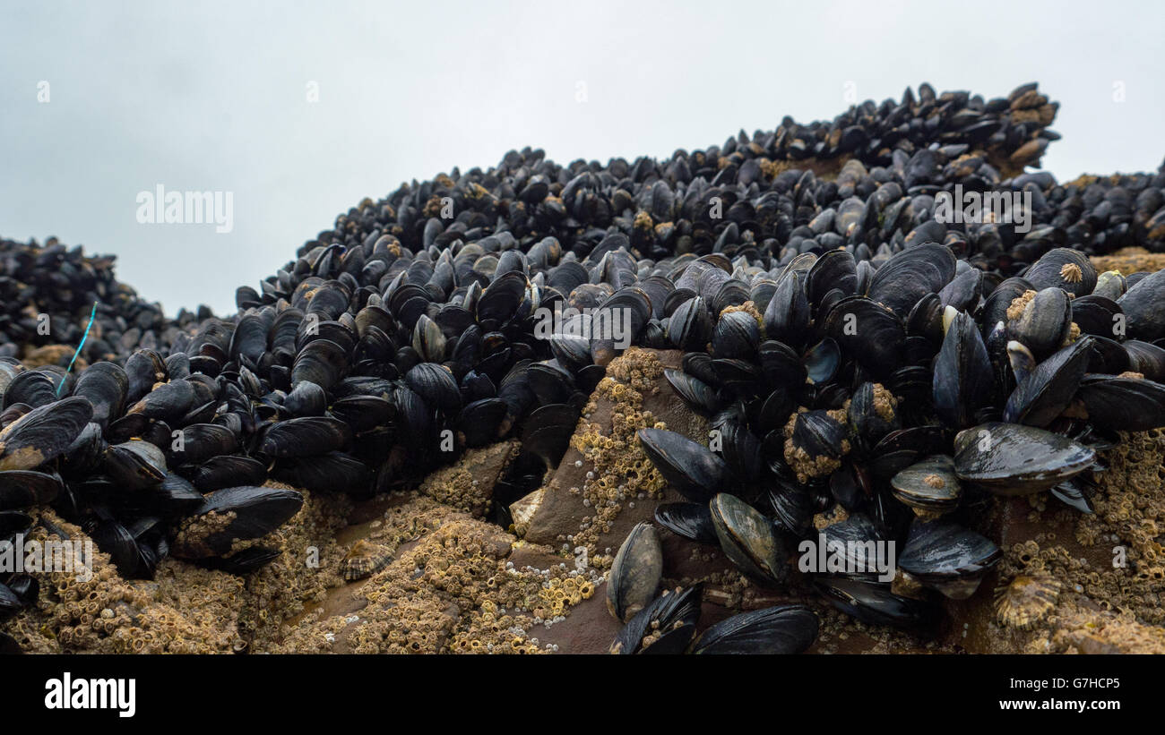 Cozze fresche crescono sulle rocce Foto Stock