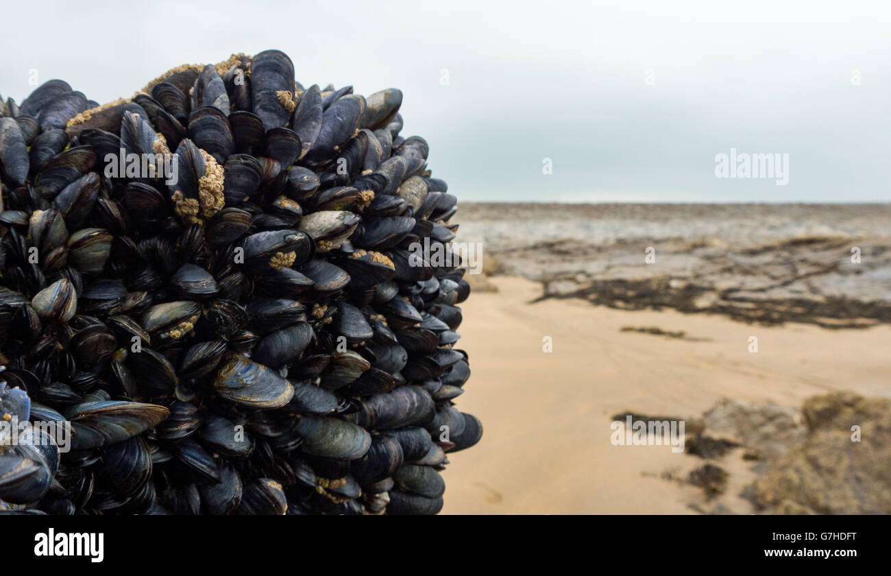 Cozze fresche crescono sulle rocce Foto Stock
