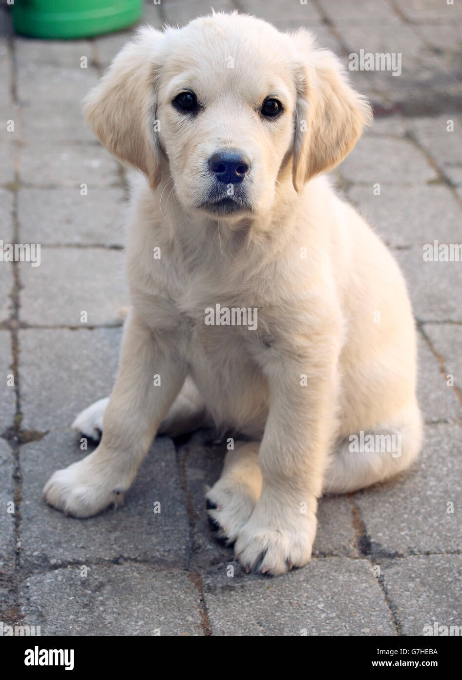 Il golden retriever Foto Stock