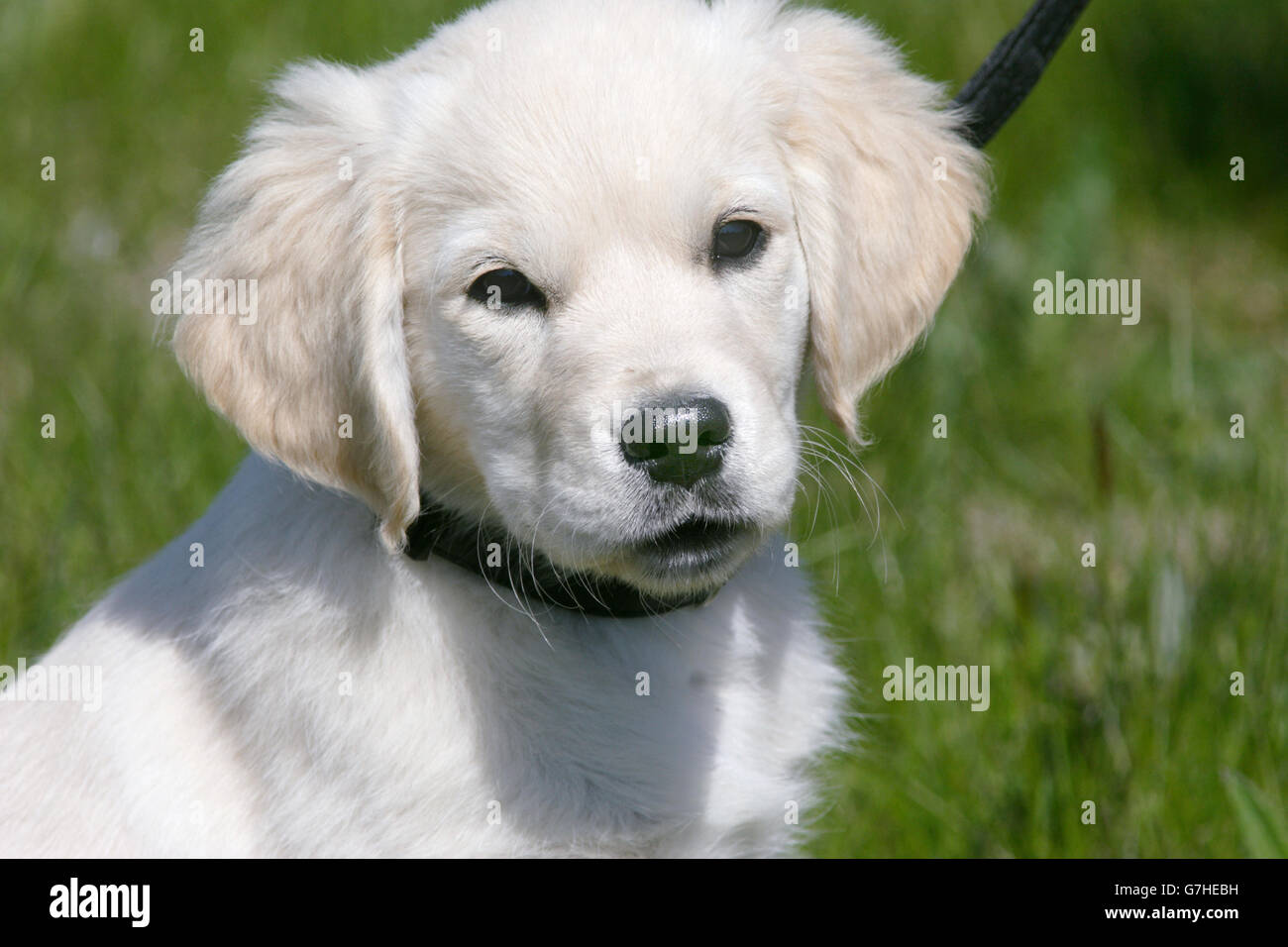 Il golden retriever Foto Stock