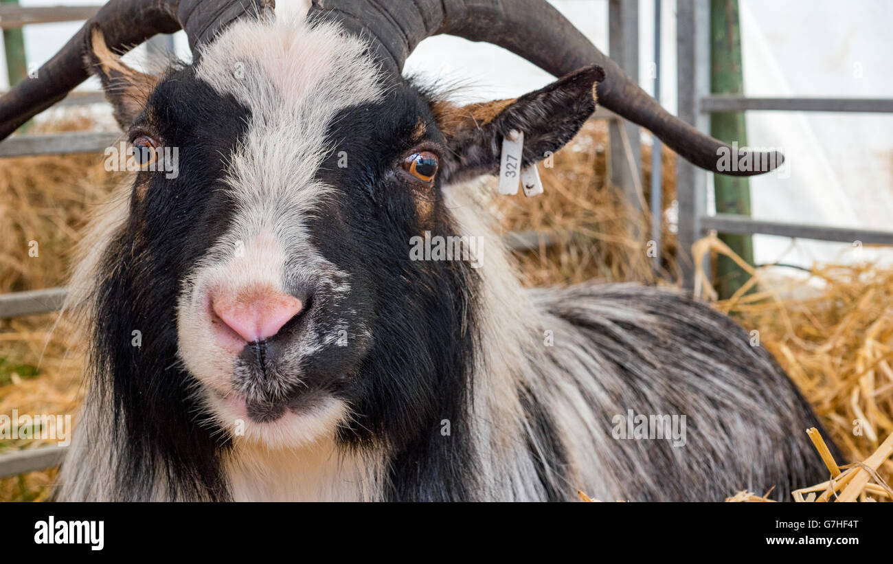 In bianco e nero di capra pigmeo Foto Stock