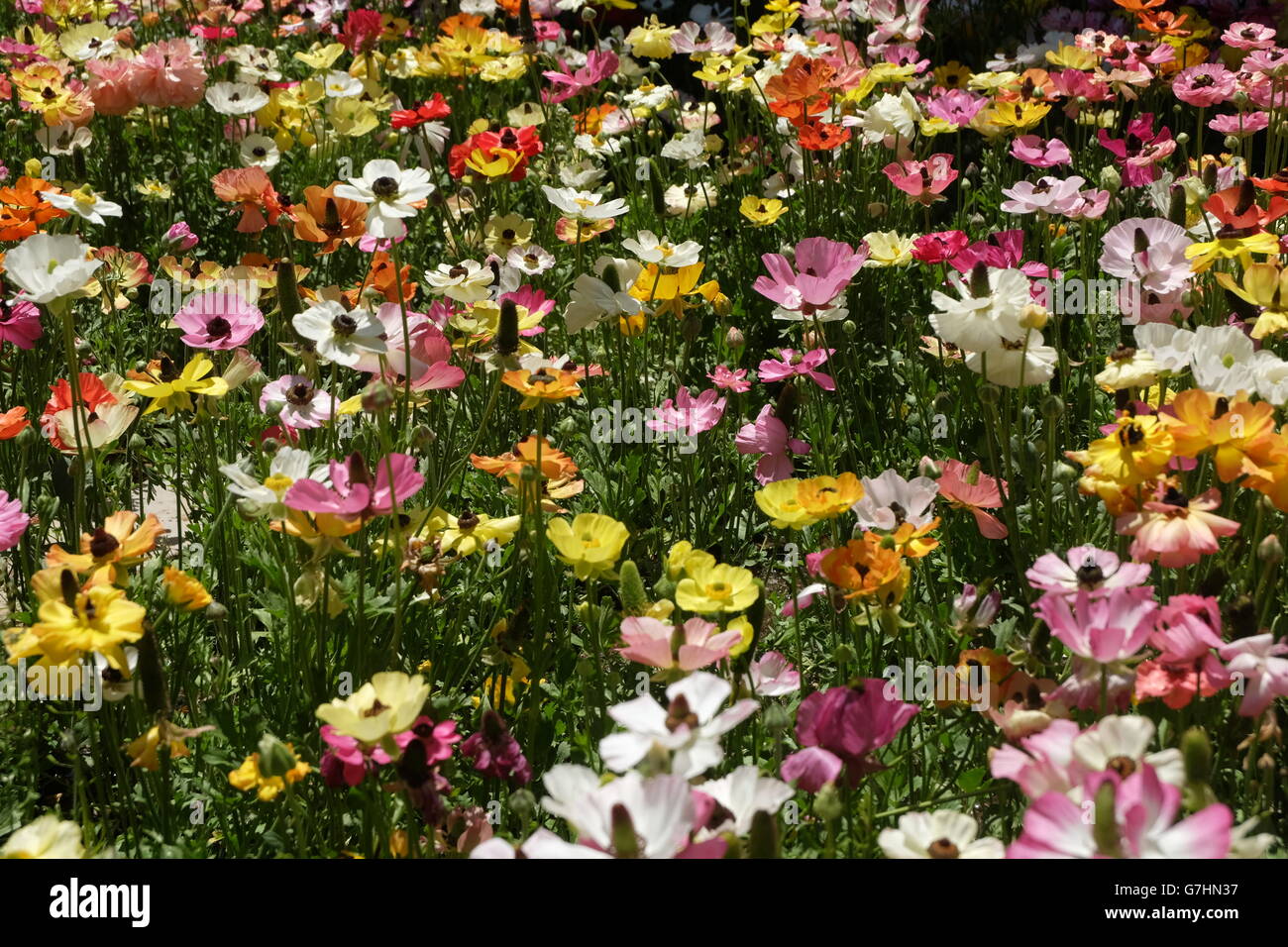 Roselline in Eram giardini, Shiraz, Iran Foto Stock