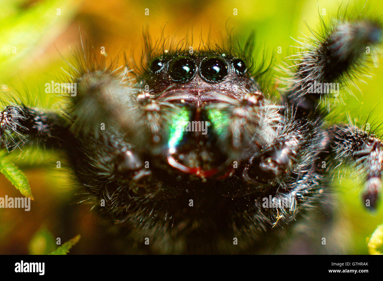 Phidippus audax jumping spider con red zanne raggiungendo fuori Foto Stock